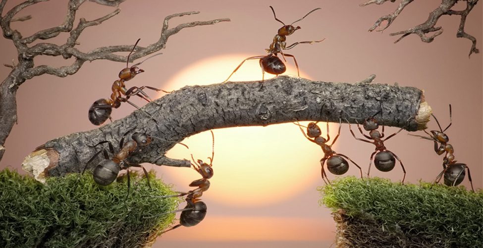hormigas resilientes